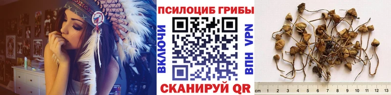 купить наркоту  Подпорожье  Галлюциногенные грибы Psilocybine cubensis 